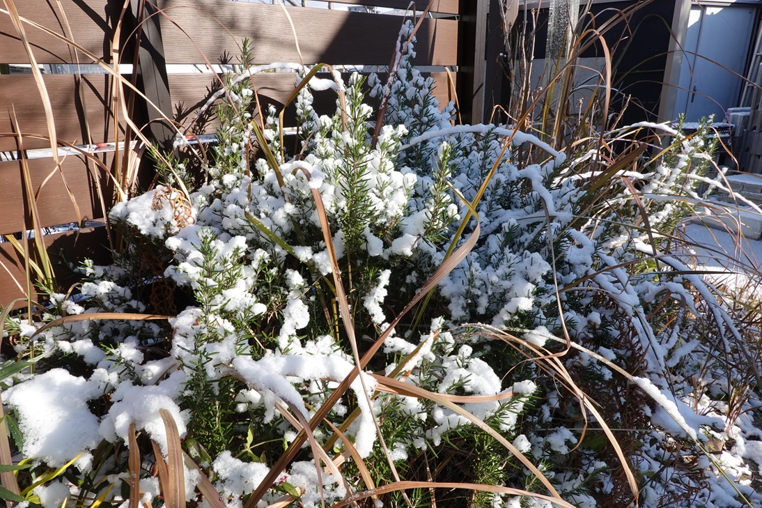 ﾛｰｽﾞﾏﾘｰに雪